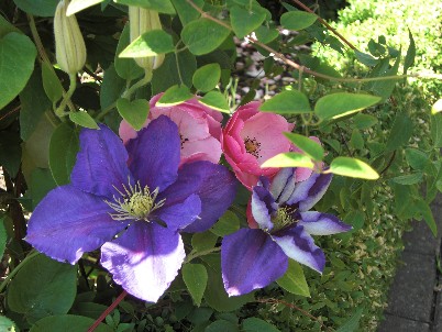 Clematis